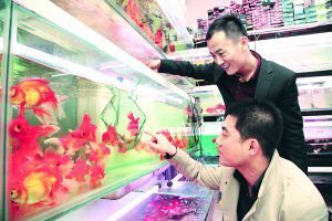 呼和浩特魚(yú)缸定制店：呼和浩特市魚(yú)缸定制 魚(yú)缸百科