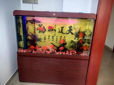 花鳥市場的魚缸干凈漂亮，主要有以下幾個原因和技巧：花鳥市場水族館的設(shè)計與布置 魚缸百科 第2張