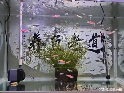 魚缸設(shè)計(jì)中管道布局的藝術(shù)：現(xiàn)代家庭魚缸設(shè)計(jì)趨勢(shì)傾向于與室內(nèi)裝飾的和諧共生 魚缸百科 第4張