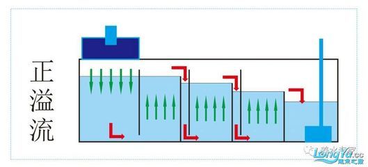 魚缸換水的詳細(xì)步驟和注意事項：底濾魚缸換水的詳細(xì)步驟 魚缸百科 第1張