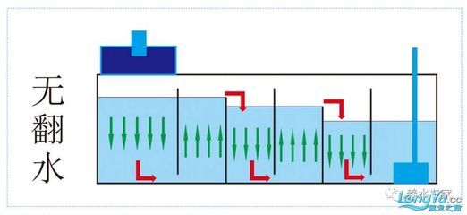 魚缸換水的詳細(xì)步驟和注意事項：底濾魚缸換水的詳細(xì)步驟 魚缸百科 第3張