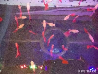 哪些魚適合和鳳尾魚一起養(yǎng)？：和鳳尾魚一起養(yǎng)的魚主要有以下幾種 魚缸百科 第4張