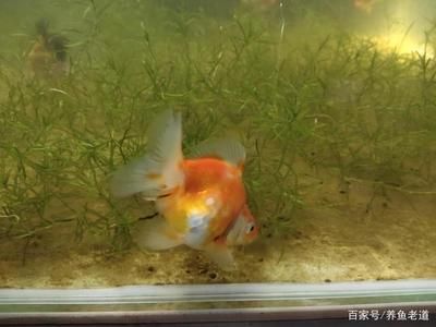 飛鳳魚的飼養(yǎng)環(huán)境：關(guān)于飛鳳魚的飼養(yǎng)環(huán)境 魚缸百科 第3張