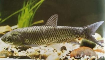 淡水魚缸養(yǎng)殖方法：如何在淡水魚缸中養(yǎng)草魚 魚缸百科 第2張