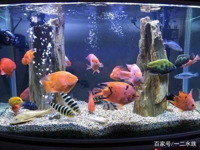 放鹽是養(yǎng)魚(yú)過(guò)程中的一種常見(jiàn)做法，可以用來(lái)殺菌、調(diào)節(jié)滲透壓和預(yù)防魚(yú)病：如何給魚(yú)缸放鹽 魚(yú)缸百科 第1張