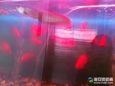 生態(tài)魚(yú)缸的維護(hù)秘籍：海安市多家店鋪銷(xiāo)售魚(yú)缸