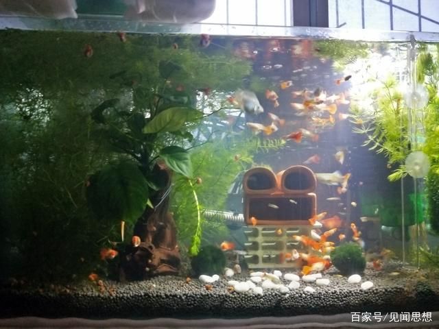 魚缸水渾濁怎么辦：鳳尾魚魚缸水渾濁背后的水渾濁背后的水質(zhì)學(xué)可以預(yù)防