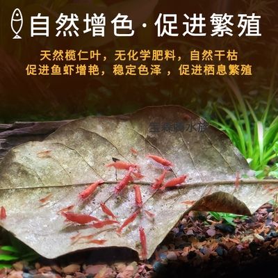 魚缸生態(tài)系統(tǒng)的建立與維護(hù)：橄欖葉放魚缸水質(zhì)管理全攻略了解橄欖葉放魚缸水質(zhì)管理 魚缸百科 第3張