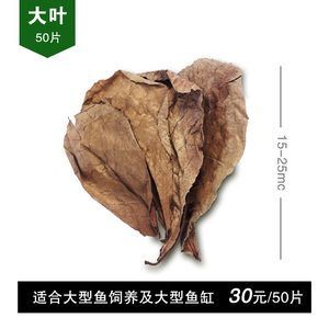 魚缸生態(tài)系統(tǒng)的建立與維護(hù)：橄欖葉放魚缸水質(zhì)管理全攻略了解橄欖葉放魚缸水質(zhì)管理 魚缸百科 第2張