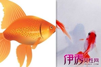 新買的魚缸放魚時(shí)間線：新買的魚缸在放魚前需要經(jīng)過一系列的準(zhǔn)備工作 魚缸百科