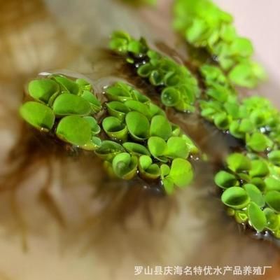 翡翠適合放在魚缸里養(yǎng)魚嗎？：翡翠不適合放在魚缸里養(yǎng)魚，但不適合放在魚缸里養(yǎng)魚 魚缸百科 第1張