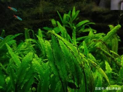 翡翠適合放在魚缸里養(yǎng)魚嗎？：翡翠不適合放在魚缸里養(yǎng)魚，但不適合放在魚缸里養(yǎng)魚