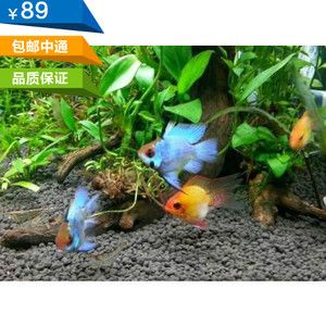 荷蘭鳳凰魚和非洲鳳凰魚的養(yǎng)殖差異鳳凰魚的養(yǎng)殖需求：鳳凰魚怎么養(yǎng)？ 魚缸百科 第2張