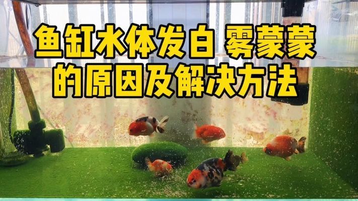 魚缸換水后水發(fā)白霧蒙蒙的維護(hù)魚缸生態(tài)系統(tǒng)的維護(hù)方法：如何處理魚缸換水后水發(fā)白霧蒙蒙 魚缸百科 第1張