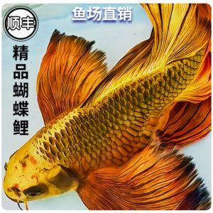 蝴蝶鯉的飼養(yǎng)技巧，：蝴蝶鯉在家庭魚(yú)缸中可以繁殖的重要方面是關(guān)于蝴蝶鯉的飼養(yǎng)技巧 魚(yú)缸百科 第3張