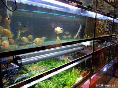 魚缸漏水怎么辦？：diy魚缸漏水原因分析魚缸漏水原因分析魚缸漏水的原因 魚缸百科 第3張