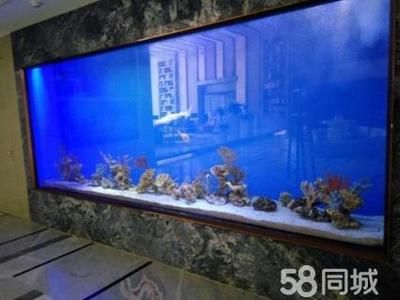 海水純魚缸造景效果圖海洋生物多樣性與生態(tài)平衡：關(guān)于海水純魚缸造景效果圖