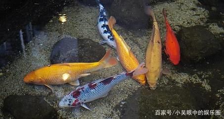 淡水魚魚缸放鹽的方法：淡水魚魚缸中放鹽的方法