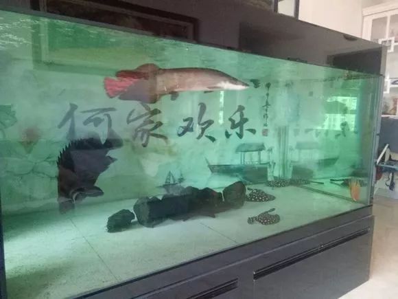 海象魚飼養(yǎng)缸尺寸詳細(xì)信息，養(yǎng)海象魚的魚缸應(yīng)該是長3米以上的缸：海象魚的飼養(yǎng)技巧