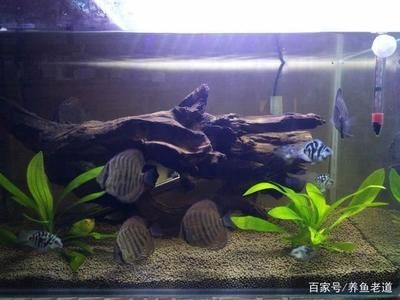 觀賞魚觀賞魚缸中養(yǎng)上30條孔雀魚生活樂趣：孔雀魚是一種小型的帶觀賞魚