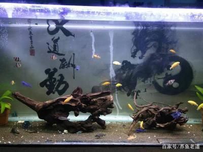 觀賞魚觀賞魚缸中養(yǎng)上30條孔雀魚生活樂趣：孔雀魚是一種小型的帶觀賞魚