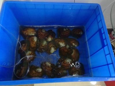 河蚌在魚缸中養(yǎng)河蚌需要考慮水質、食物來源以及疾病預防：如何科學養(yǎng)殖河蚌