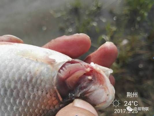 紅鯽魚在魚缸中死亡的原因：紅鯽魚為什么會死亡