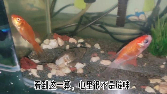 河蚌在魚缸中養(yǎng)不張嘴可能是由于死亡、缺氧而無法正常生活：河蚌養(yǎng)在魚缸里不張嘴是什么原因？ 魚缸百科