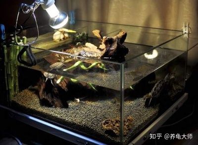 觀賞魚飼養(yǎng)技巧：養(yǎng)觀賞魚最重要的一點(diǎn)是飼養(yǎng)密度而影響到飼養(yǎng)密度 魚缸百科 第1張