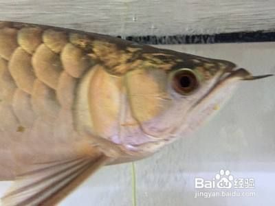 彩蝶魚缸怎么樣？：北京彩蝶魚缸廠家需要注意過濾器的功率和過濾器的功率 魚缸百科