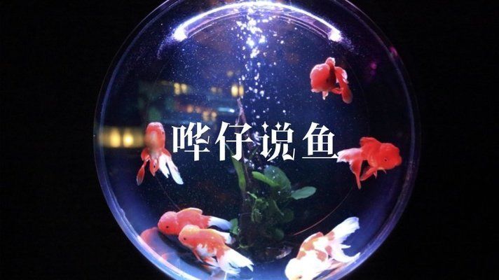 魚缸換水后水發(fā)白霧蒙蒙魚缸水質(zhì)管理全攻略了解魚缸水質(zhì)管理：魚缸換水后水發(fā)白霧蒙蒙怎么辦 魚缸百科