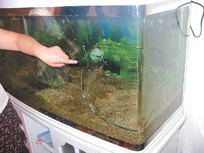 如何辨別二手魚缸真?zhèn)危旱蛢r出售二手魚缸水族箱安全指南 魚缸百科 第3張