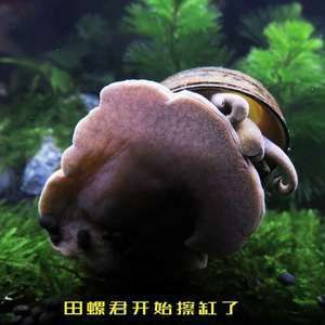 魚(yú)缸清理的科學(xué)原理：如何清理魚(yú)缸中的糞便 魚(yú)缸百科 第4張