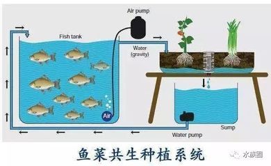 魚缸設計的藝術與科學觀賞魚缸的設計不僅是一項技術活：關于觀賞魚缸設計的問題 魚缸百科 第3張