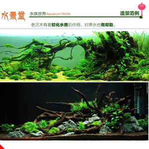 如何養(yǎng)好海星魚缸：養(yǎng)好海星魚缸需要考慮以下幾個關(guān)鍵因素：養(yǎng)好海星魚缸 魚缸百科 第2張