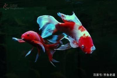 錦鯉撞魚缸是什么原因錦鯉總撞魚缸怎么辦：剛買來的錦鯉總撞魚缸怎么辦錦鯉總撞魚缸是什么原因 魚缸百科 第1張