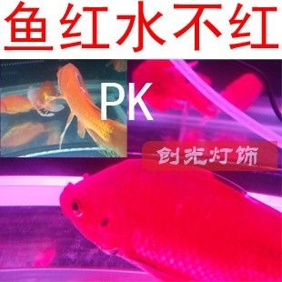 幻彩水族魚(yú)缸裝飾技巧一個(gè)精心裝飾的魚(yú)缸裝飾技巧：幻彩水族魚(yú)缸如何選擇 魚(yú)缸百科 第1張