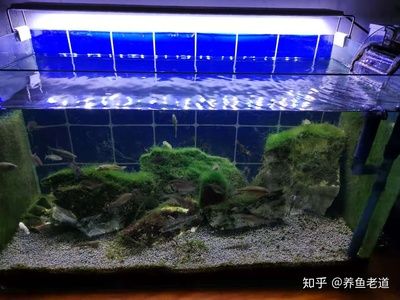 過濾桶魚缸的換水頻率如何調整：養(yǎng)魚過程中過濾桶魚缸的換水頻率可以延長換水周期 魚缸百科 第2張