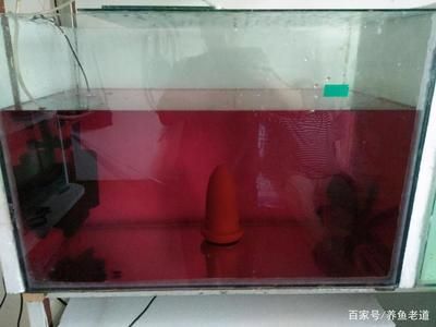 觀賞魚缸消毒殺菌視頻教程：觀賞魚缸消毒殺菌方法