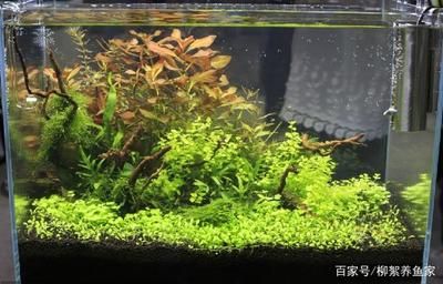 魚缸水霧蒙蒙怎么辦？：魚缸換水后水霧蒙蒙怎么辦 魚缸百科 第2張