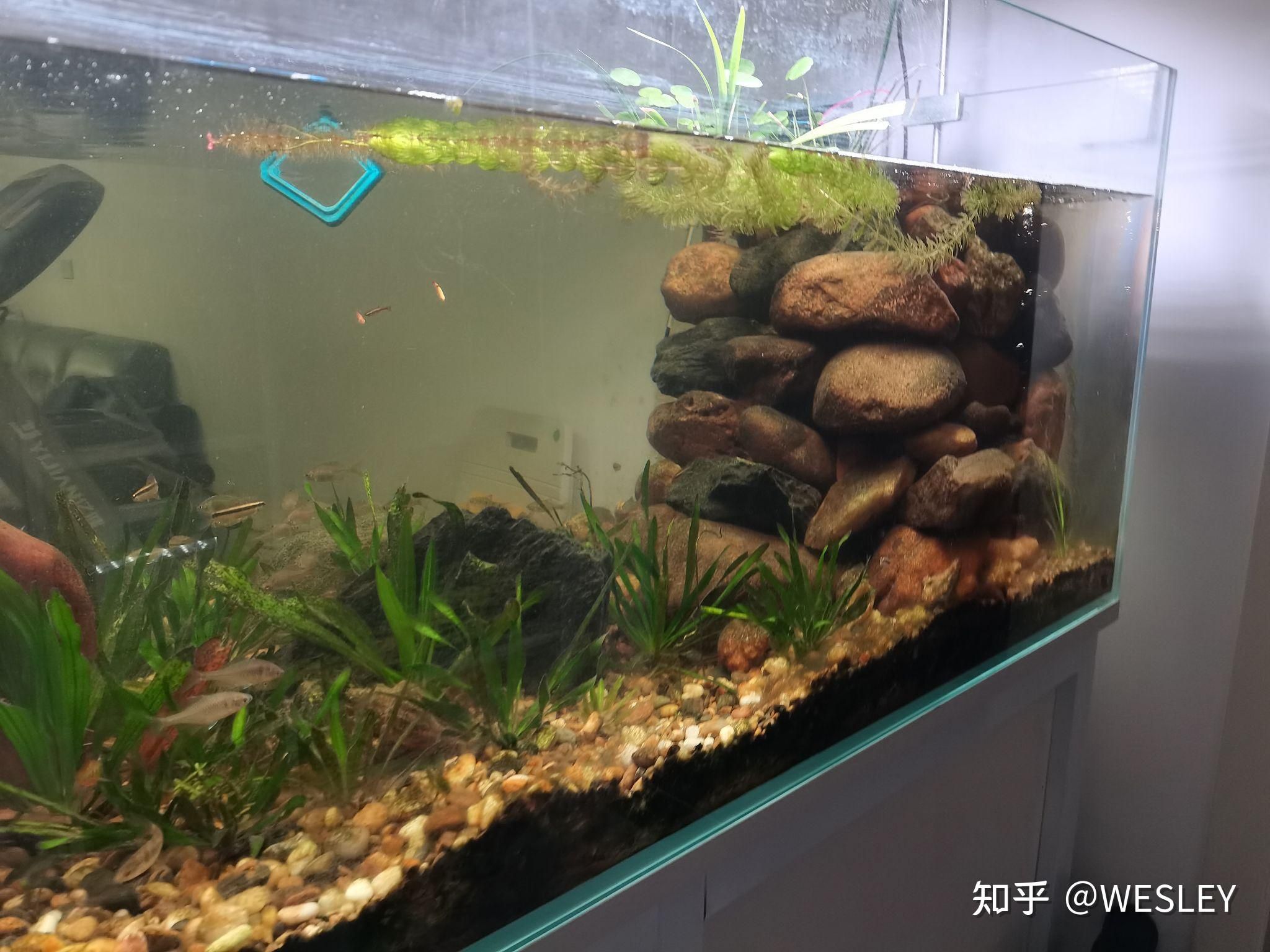 魚缸水霧蒙蒙怎么辦？：魚缸換水后水霧蒙蒙怎么辦 魚缸百科 第3張