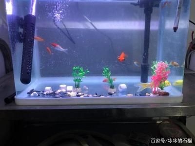 養(yǎng)魚的數(shù)量與魚缸的種類以及水質(zhì)等因素都有密切關(guān)系：關(guān)于養(yǎng)魚的一些建議 魚缸百科 第4張