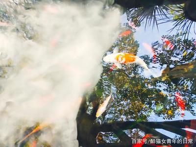 辦公室養(yǎng)什么魚比較好：不同形狀魚缸的風(fēng)水講究在風(fēng)水魚缸中養(yǎng)什么魚好 魚缸百科 第3張