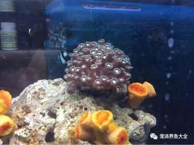 海水魚缸中出現(xiàn)褐藻可能是由于多種因素引起的，以下幾種處理方法：如何處理海水魚缸中的褐藻 魚缸百科 第3張