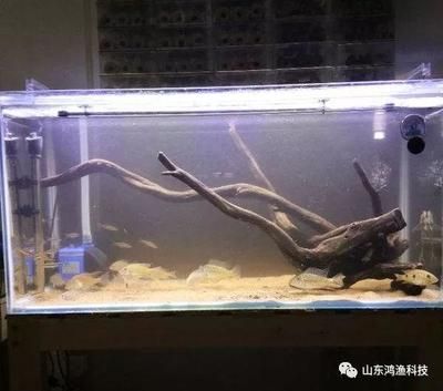 觀海水族魚缸養(yǎng)魚的注意事項(xiàng)：觀海水族魚缸養(yǎng)魚的一些關(guān)鍵要素 魚缸百科 第1張