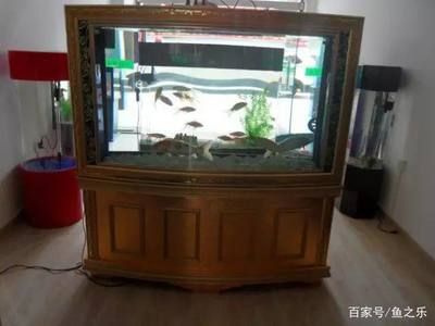 觀海水族魚缸養(yǎng)魚的注意事項(xiàng)：觀海水族魚缸養(yǎng)魚的一些關(guān)鍵要素 魚缸百科 第4張