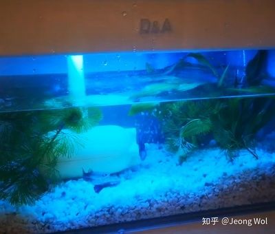 魚缸水泵噪聲對(duì)魚的影響：水泵噪聲對(duì)魚的影響 魚缸百科 第1張