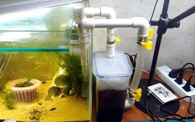 魚缸過濾器的換水頻率取決于多種因素：過濾器魚缸的換水頻率取決于多種因素 魚缸百科 第1張