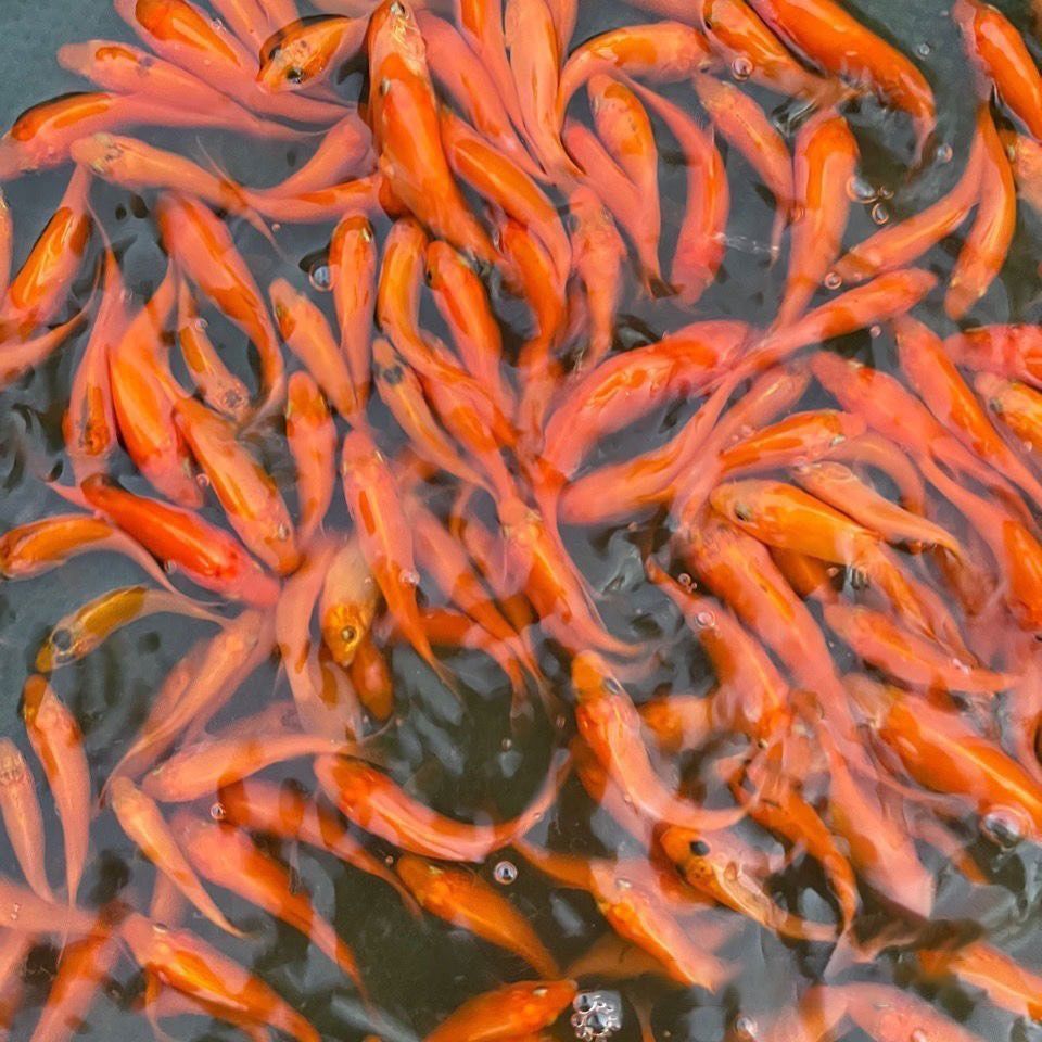 紅鯉魚的養(yǎng)殖技巧，紅鯉魚的養(yǎng)殖技巧和養(yǎng)殖技巧：如何養(yǎng)殖紅鯉魚 魚缸百科 第3張