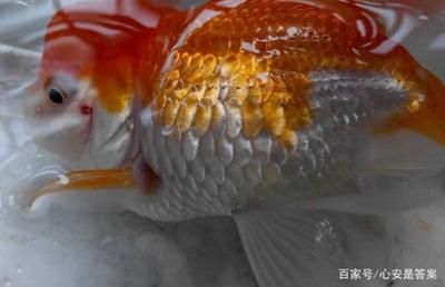 魚缸有水霉病怎么辦：如何處理得過水霉病的魚缸 魚缸百科 第3張